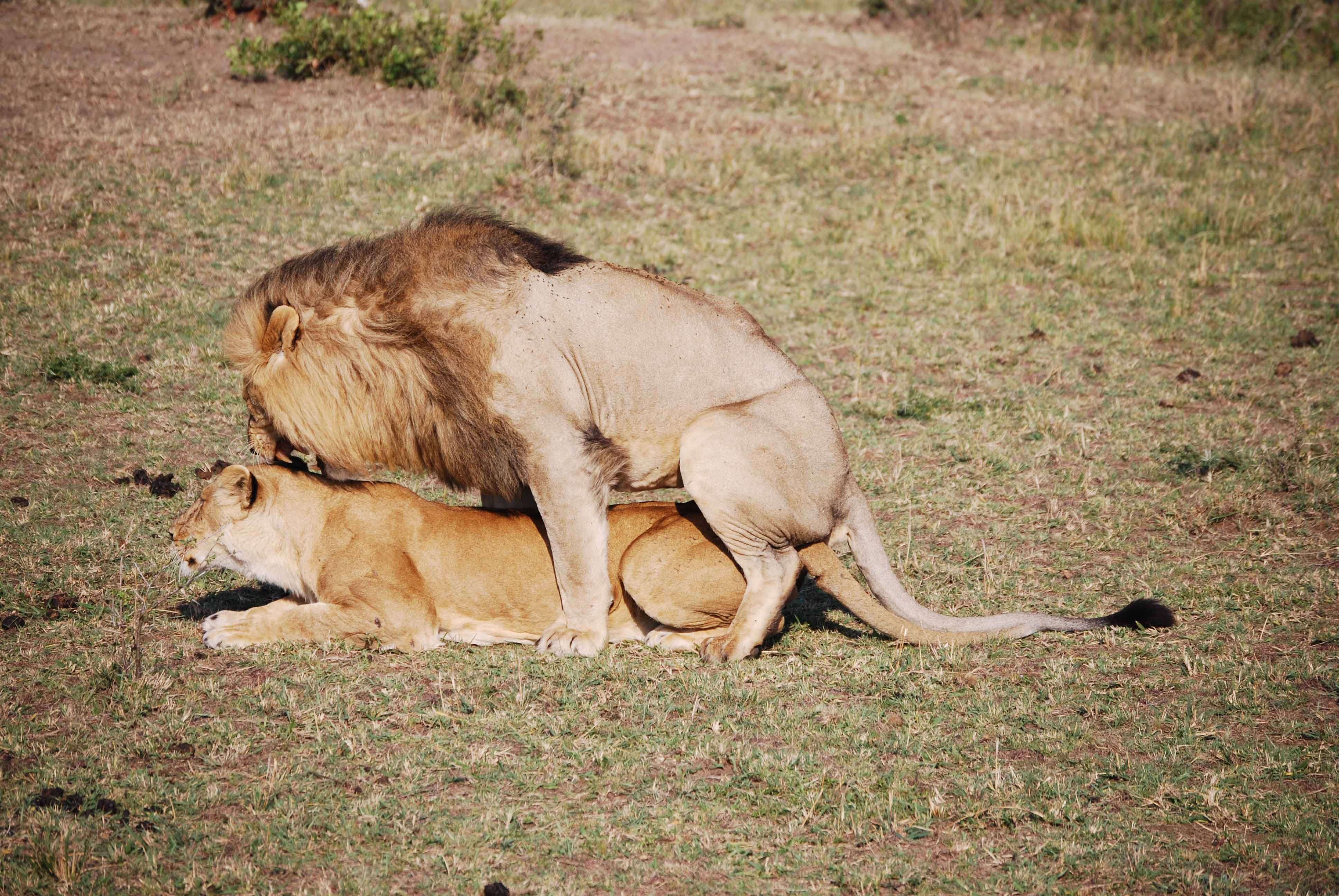 Un montón de leones y un poquito de porno - Regreso al Mara - Kenia (21)